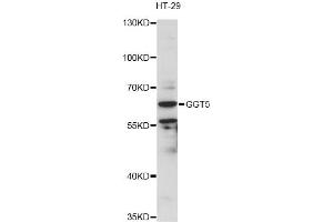 Western blot analysis of extracts of HT-29 cells, using GGT5 antibody (ABIN6292950) at 1:3000 dilution. (GGT5 antibody)