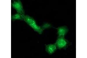 Anti-DTNA mouse monoclonal antibody (ABIN2454080) immunofluorescent staining of COS7 cells transiently transfected by pCMV6-ENTRY DTNA (RC223952). (DTNA antibody)