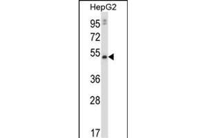 P20 Antibody (C-term) (ABIN657816 and ABIN2846783) western blot analysis in HepG2 cell line lysates (35 μg/lane). (MMP20 antibody  (C-Term))