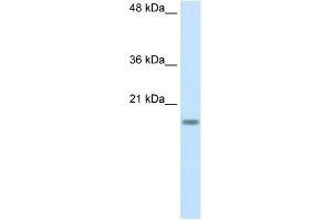 RPS14 antibody used at 2.