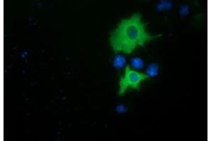 Anti-PIK3AP1 mouse monoclonal antibody (ABIN2453455) immunofluorescent staining of COS7 cells transiently transfected by pCMV6-ENTRY PIK3AP1 (RC214125).