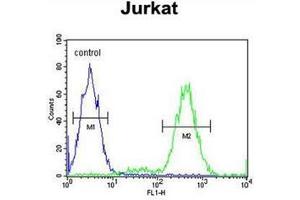 Flow cytometric analysis of Jurkat cells using IMMP2L Antibody (Center) Cat. (IMMP2L antibody  (Middle Region))