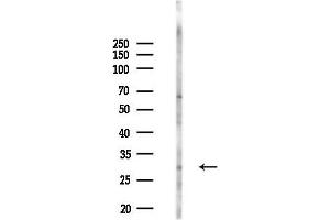 anti-Cell Cycle Checkpoint Protein RAD1 (RAD1) (Internal Region) antibody