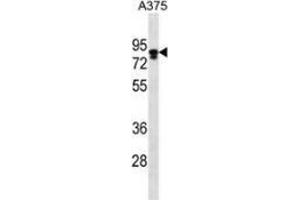 Western blot analysis in A375 cell line lysates (35ug/lane) using Melanophilin / MLPH  Antibody (C-term). (Melanophilin antibody  (C-Term))