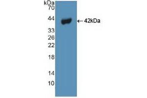 Detection of Recombinant BECN1, Human using Polyclonal Antibody to Beclin 1 (BECN1) (Beclin 1 antibody  (AA 1-273))
