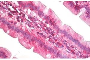 Anti-EIF4A antibody IHC staining of human small intestine. (EIF4A2 antibody  (AA 50-100))