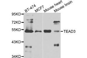 Western blot analysis of extracts of various cell lines, using TEAD3 antibody (ABIN5975292) at 1/1000 dilution. (TEAD3 antibody)