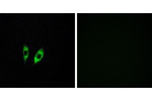 Peptide - +Western blot analysis of extracts from 293 cells, using GPR156 antibody. (GPR156 antibody  (Internal Region))