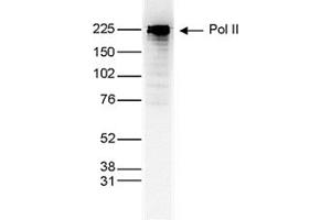 Western Blot of anti-Pol II antibody Western Blot results of Mouse anti-Pol II antibody. (POLR2A/RPB1 antibody)