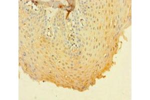 Immunohistochemistry of paraffin-embedded human tonsil tissue using ABIN7160181 at dilution of 1:100 (CD14 antibody  (AA 20-345))