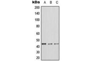 Western blot analysis of ERK1 expression in A431 (A), NIH3T3 (B), PC12 (C) whole cell lysates.