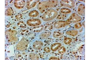 ABIN2562244 (2µg/ml) staining of paraffin embedded Human Kidney. (DMRT2 antibody  (C-Term))