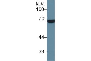 Western Blot; Sample: Human Placenta lysate; Primary Ab: 1µg/ml Rabbit Anti-Human ALPPL2 Antibody Second Ab: 0. (ALPPL2 antibody  (AA 20-333))