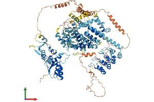 AlphaFold protein structure predicition of Human Recombinant SLF1 Protein, UniprotID Q9BQI6 (ANKRD32 Protein (AA 1-1058) (His tag))