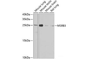 Western blot analysis of extracts of various cell lines using MSRB3 Polyclonal Antibody at dilution of 1:1000. (MSRB3 antibody)