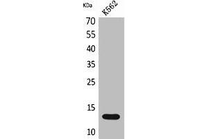 Western Blot analysis of K562 cells using Lymphotactin Polyclonal Antibody. (XCL1 antibody  (Internal Region))