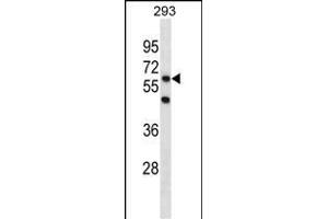 PGBD3 Antibody (N-term) (ABIN1881648 and ABIN2838972) western blot analysis in 293 cell line lysates (35 μg/lane). (PGBD3 antibody  (N-Term))