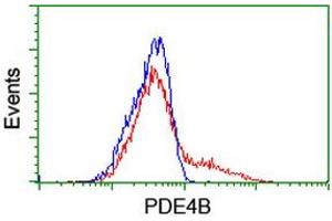 HEK293T cells transfected with either RC211956 overexpress plasmid (Red) or empty vector control plasmid (Blue) were immunostained by anti-PDE4B antibody (ABIN2455015), and then analyzed by flow cytometry. (PDE4B antibody)