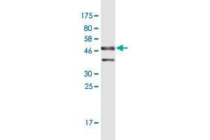 Western Blot detection against Immunogen (46. (DMRTB1 antibody  (AA 1-189))