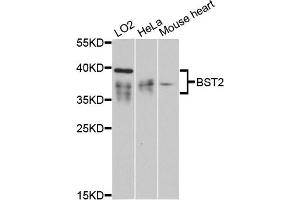 Western blot analysis of extracts of various cell lines, using BST2 antibody (ABIN6129547, ABIN6137673, ABIN6137675 and ABIN6215924) at 1:3000 dilution. (BST2 antibody  (AA 49-161))