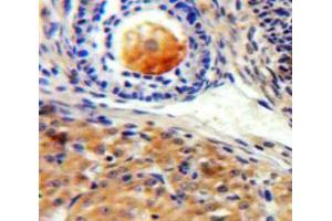 IHC-P analysis of Ovary tissue, with DAB staining. (SIGLEC10 antibody  (AA 571-697))