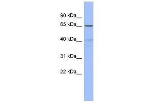 WB Suggested Anti-FZD2 Antibody Titration:  0.