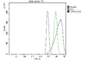Flow Cytometry analysis of A549 cells using anti-Calpain 1 antibody (ABIN7601600). (CAPNL1 antibody  (AA 396-555))