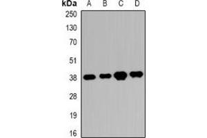 Western blot analysis of RRP7A/B expression in K562 (A), HEK293T (B), SHSY5Y (C), mouse eye (D) whole cell lysates. (RRP7A/B (C-Term) antibody)