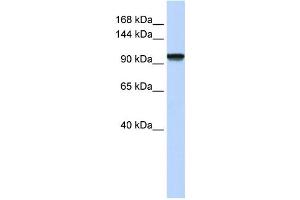 Western Blotting (WB) image for anti-PAX3 and PAX7 Binding Protein 1 (PAXBP1) antibody (ABIN2459131)