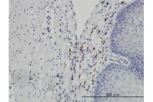 Image no. 4 for anti-Leucine Proline-Enriched Proteoglycan (Leprecan) 1 (LEPRE1) (AA 1-100) antibody (ABIN599294) (LEPRE1 antibody  (AA 1-100))