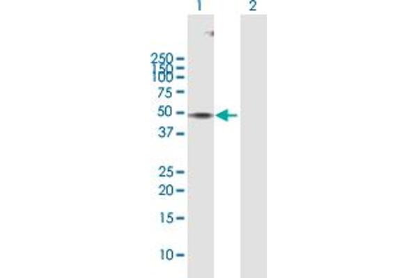 KLF8 antibody  (AA 1-359)