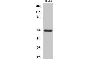 Western Blotting (WB) image for anti-G Protein-Coupled Receptor 19 (GPR19) (C-Term) antibody (ABIN3184887)