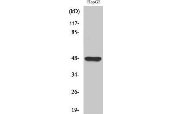 GPR19 Antikörper  (C-Term)