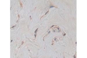 Figure. (Hephaestin antibody  (AA 24-366))