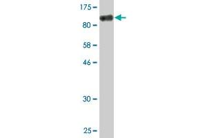 Western Blot detection against Immunogen (131. (USO1 antibody  (AA 1-961))