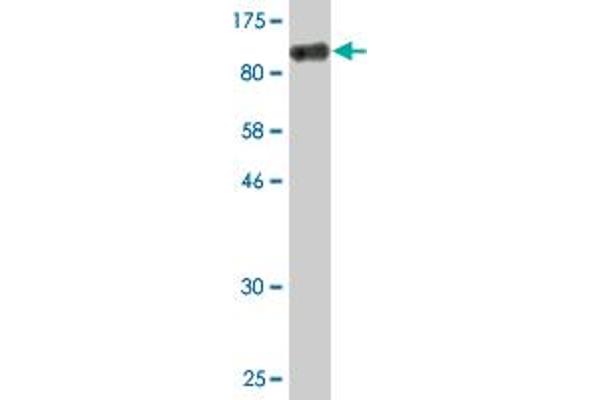 USO1 antibody  (AA 1-961)