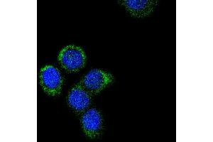 MCF-7 cells were fixed in paraformaldehyde, permeabilized with 0. (Cytochrome C antibody)