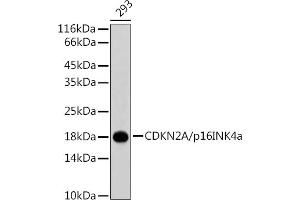 Western blot analysis of extracts of 293 cells, using CDKN2A/p16INK4a antibody . (CDKN2A antibody)