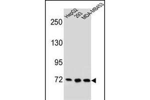 ZN Antibody (C-term) (ABIN655698 and ABIN2845151) western blot analysis in HepG2,293,MDA-M cell line lysates (35 μg/lane). (ZNF860 antibody  (C-Term))