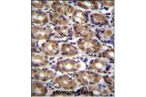 AXIN1 Antibody (C-term) (ABIN655972 and ABIN2845357) immunohistochemistry analysis in formalin fixed and paraffin embedded human stomach tissue followed by peroxidase conjugation of the secondary antibody and DAB staining.