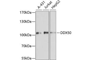Western blot analysis of extracts of various cell lines, using DDX50 antibody (ABIN6129371, ABIN6139509, ABIN6139510 and ABIN6224730) at 1:3000 dilution.