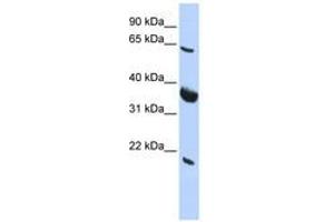 Image no. 1 for anti-Signal Recognition Particle Receptor (Docking Protein) (SRPR) (AA 215-264) antibody (ABIN6740671) (SRPR antibody  (AA 215-264))