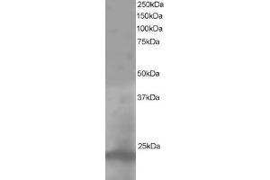 ABIN184993 staining (1µg/ml) of A431 lysate (RIPA buffer, 35µg total protein per lane). (Pallidin antibody  (C-Term))