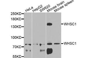 Western blot analysis of extracts of various cells, using WHSC1 antibody. (WHSC1 antibody)