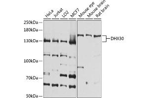 Western blot analysis of extracts of various cell lines, using DHX30 antibody (ABIN6130264, ABIN6139607, ABIN6139608 and ABIN6224677) at 1:1000 dilution. (DHX30 antibody  (AA 906-1155))