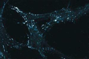 Immunofluorescent staining of WI38 cells with anti-paxillin. (Paxillin antibody  (AA 1-557))