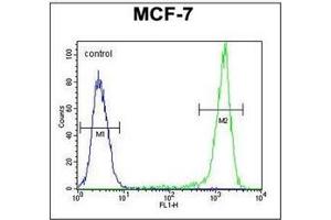 Flow Cytometric analysis of MCF-7 cells using SGMS2 Antibody (C-term) Cat. (Sphingomyelin Synthase 2 antibody  (C-Term))