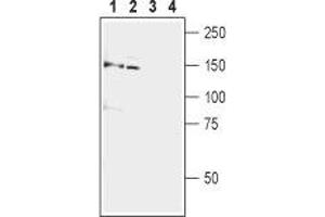 Western blot analysis of rat brain (lanes 1 and 3) and mouse brain (lanes 2 and 4) lysates:1,2. (Glutamate Receptor, Metabotropic 5 (GRM5) Peptide)