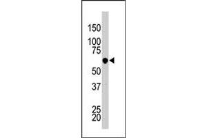 The PCTK3 polyclonal antibody  is used in Western blot to detect PCTK3 in HL-60 cell lysate. (CDK18 antibody  (N-Term))
