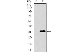 Western Blotting (WB) image for anti-Purinergic Receptor P2Y, G-Protein Coupled, 13 (P2RY13) (AA 1-49) antibody (ABIN1845370) (Purinergic Receptor P2Y, G-Protein Coupled, 13 (P2RY13) (AA 1-49) antibody)